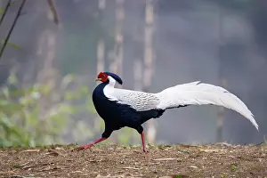 Sichuan Prints: Silver pheasant (Lophura nycthemera) male