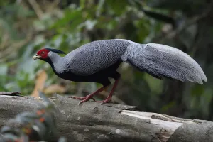 Silver pheasant (Lophura nycthemera) walking over a big branch in Hong Bung He, Dehong
