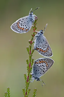 Togetherness Prints: Three Silver studded blue butterflies (Plebejus argus) covered in dew, Klein Schietveld