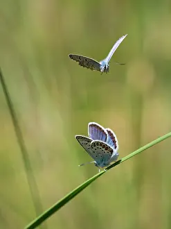 Papilionoidea Prints: Two Silver studded blue butterflies (Plebejus argus) males
