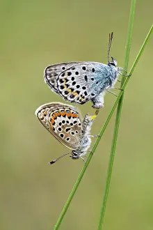 Papilionoidea Prints: Silver studded blue butterflies (Plebejus argus) pair