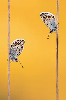 Silver-studded blue butterflies (Plebejus argus) resting on grass and backlit by the sun, Upton Towans, Cornwall, UK. June 2017