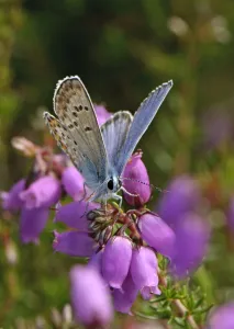 Butterflies Prints: Silver-studded blue butterfly (Plebeius argus) male at rest on Bell heather (Erica