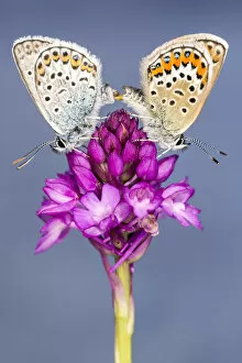 Anacamptis Pyramidalis Gallery: Silver-studded blue butterfly (Plebejus argus) pair mating, resting on a Pyrimidal orchid