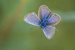 Images Dated 15th July 2011: Silver-studded blue butterfly (Plebejus argus), New Forest, Hampshire, England, UK, July