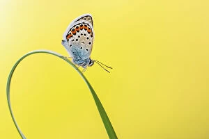 Yellow Collection: Silver studded blue butterfly (Plebejus argus) resting on grass blade, Gwithian Towans, Cornwall