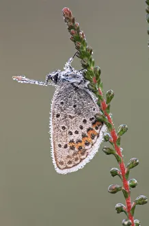 Butterflies Prints: Silver studded blue butterfly {Plebejus argus} Kalmthoutse Heide, Belgium