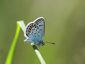 Papilionoidea Prints: Silver studded blue butterfly (Plebejus argus) male