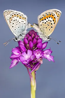 Silver-studded blue butterfly (Plebejus argus) pair mating, resting on a Pyrimidal orchid