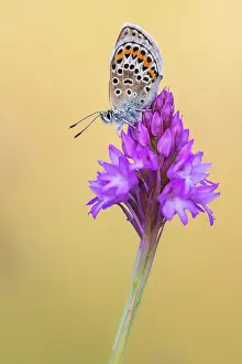 Papilionoidea Prints: Silver-studded blue butterfly (Plebejus argus) roosting on a Pyrimidal orchid (Anacamptis pyramidalis) flower