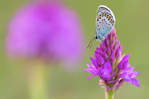 Papilionoidea Prints: Silver-studded blue butterfly (Plebejus argus) roosting on a Pyrimidal orchid (Anacamptis pyramidalis) flower