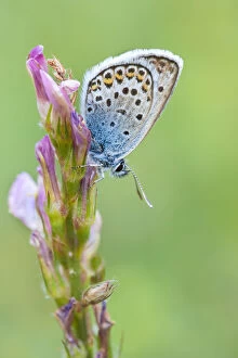 Images Dated 26th July 2012: Silver Studded Blue (Plebejus argus), Gran Paradiso National Park, Aosta Valley, Pennine Alps