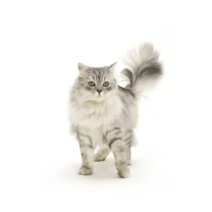Silver tabby Chinchilla male cat