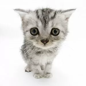 Alone Gallery: Silver tabby kitten with big eyes