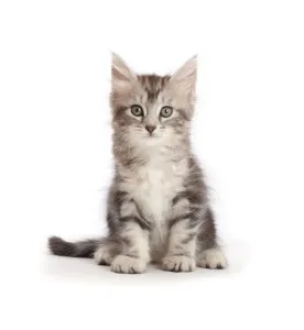 Images Dated 3rd August 2017: Silver tabby kitten, Freya, age 6 weeks, sitting