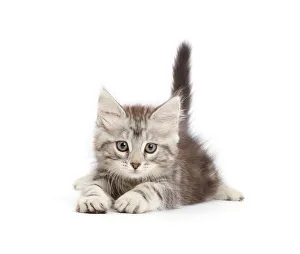 2019 January Highlights Gallery: Silver tabby kitten, Freya, age 8 weeks