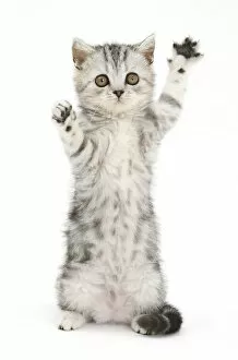 Silver tabby kitten with paws raised