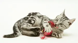 Christmas Prints: Silver tabby kitten playing with Christmas decorations, against white background