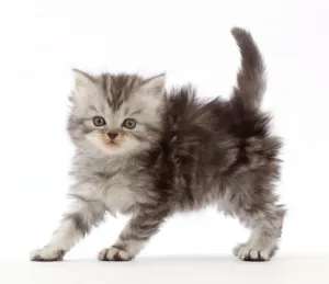 Silver tabby Persian-cross kitten arching back in playful confrontation