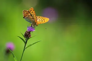 Fourfooted Butterfly Prints: Silver-washed fritillary (Argynnis paphia) butterfly nectaring on Knapweed (Centaurea nigra)