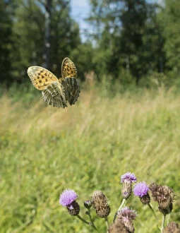 Argynnis Gallery: Silver washed fritillary butterfly (Argynnis paphia) female in flight with thistles