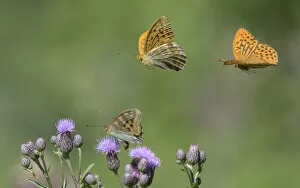 Nectaring Gallery: Silver-washed fritillary butterfly (Argynnis paphia) nectaring, two males in flight