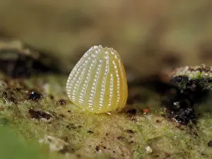 Fourfooted Butterfly Prints: Silver washed fritillary butterfly (Argynnis paphia) egg