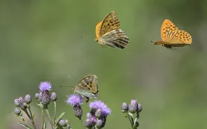 Fritillary Prints: Silver-washed fritillary butterfly (Argynnis paphia) nectaring, two males in flight