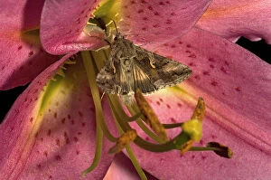 Silver Y moth (Autographa gamma) nectaring on Lily (Lilium Stargazer'). Surrey