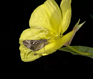 Silver Y moth (Autographa gamma) nectaring on Evening primrose (Oenothera glazioviana)