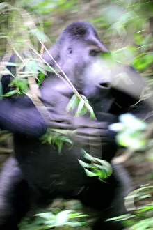 Aggression Gallery: Silverback male Eastern lowland gorilla (Gorilla beringei graueri