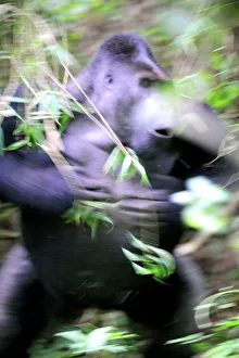 Males Prints: Silverback male Eastern lowland gorilla (Gorilla beringei graueri