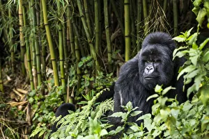 Silverback Mountain gorilla (Gorilla beringei) in the bamboo forest, this is Munyinya Silverback Mountain gorilla (Gorilla beringei) in the bamboo forest, this is Munyinya