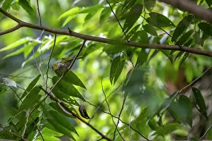 Fiji Prints: Silvereye / Wax-eye (Zosterops lateralis) perched on a branch