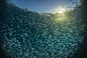 Middle East Prints: Silversides (Atherinomorus lacunosus) school just below surface in evening light