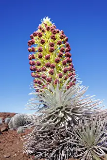 Hawaii Islands Prints: Silversword plant (Argyroxiphium sandwicense macrocephalum) in flower