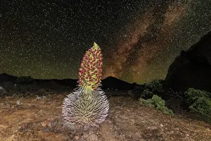 Hawaii Islands Prints: Silversword plant (Argyroxiphium sandwicense macrocephalum) in flower at night