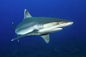 Carcharhinus Prints: Silvertip shark (Carcharhinus albimarginatus) portrait