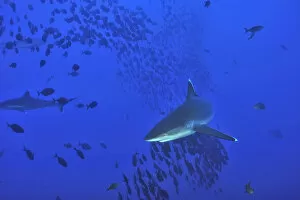 Silvertip sharks (Carcharhinus albimarginatus) in open water, Revillagigedo islands, Mexico