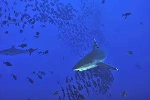Carcharhinus Prints: Silvertip sharks (Carcharhinus albimarginatus) in open water