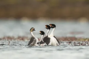 Reproduction Prints: Silvery grebe (Podiceps occipitalis) attempting to join Hooded grebes (Podiceps gallardoi)