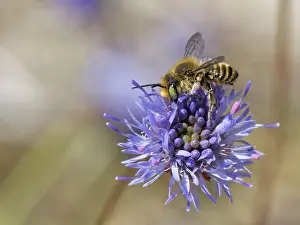 Campanulaceae Prints: Silvery leafcutter bee (Megachile leachella) female