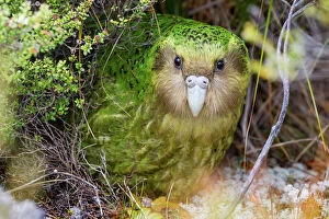 Threatened Gallery: Sinbad the male Kakapo (Strigops habroptilus) curiously peering from the