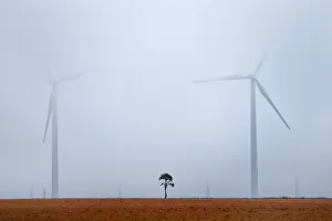 Single almond tree (Amygdalus communis), with wind turbines in background Single almond tree (Amygdalus communis), with wind turbines in background