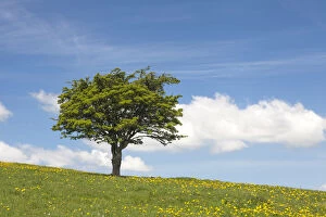 Single hawthorn (Crataegus monogyna) tree on hillside, Deep Dale, Derbyshire, England