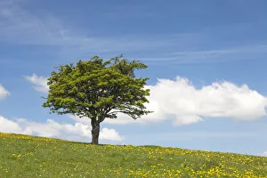 Single hawthorn (Crataegus monogyna) tree on hillside, Deep Dale, Derbyshire, England