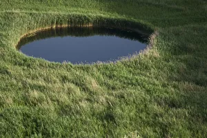 Elio Della Ferrera Prints: Sinkhole in marshland covered in Reeds (Phragmites sp) near the lower Neretva river delta
