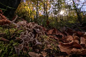 Dried Leaves Prints: Sinuous chanterelle (Pseudocraterellus sinuosus)