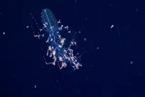 Hydroid Prints: Siphonophore (Forskalia formosa) capturing crustacean prey in its venomous tentacles