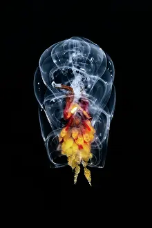 Hydroid Prints: Siphonophore (Hippopodius hippopus) portrait, Shizuoka Prefecture, Japan, Pacific Ocean